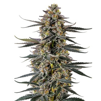 Triploid Iced Sangria (Growers Choice) feminized