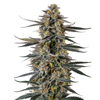 Triploid F1 Iced Sangria (Growers Choice) feminizovan&aacute;