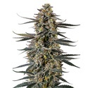 Triploid F1 Iced Sangria (Growers Choice) feminizovaná