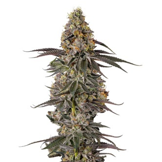 Triploid Sticky Wasabi (Growers Choice) feminized