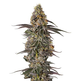 Triploidn&iacute; F1 Sticky Wasabi (Growers Choice) &ndash; feminizovan&aacute;