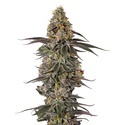 Triploidní F1 Sticky Wasabi (Growers Choice) – feminizovaná