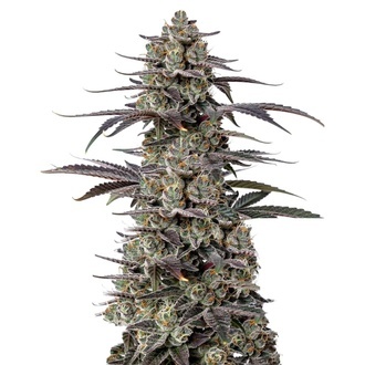 Triploid Tropicana Cherry (Growers Choice) feminizovan&aacute;