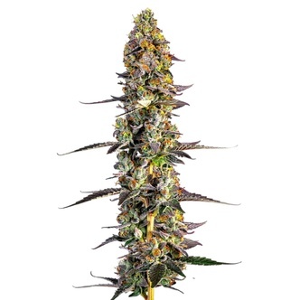 Unicorn Wagyu (Growers Choice) feminizovan&aacute;