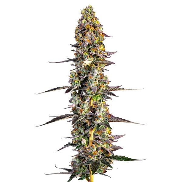 Unicorn Wagyu (Growers Choice) feminizovaná