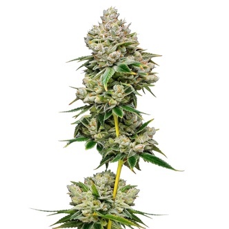 White Truffle (Growers Choice) feminized