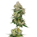 White Truffle Limited Edition (Growers Choice) feminizovaná
