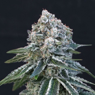 Death Roll (Exotic Seed) feminizovan&aacute;