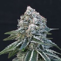 Death Roll (Exotic Seed) feminizovaná
