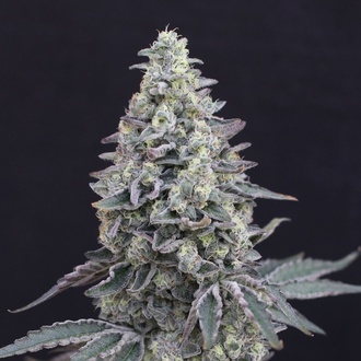 Georgia Cream Auto (Exotic Seed) feminizovan&aacute;