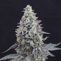 Georgia Cream Auto (Exotic Seed) feminizovaná