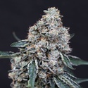 Quick Wash (Exotic Seed) feminizovaná