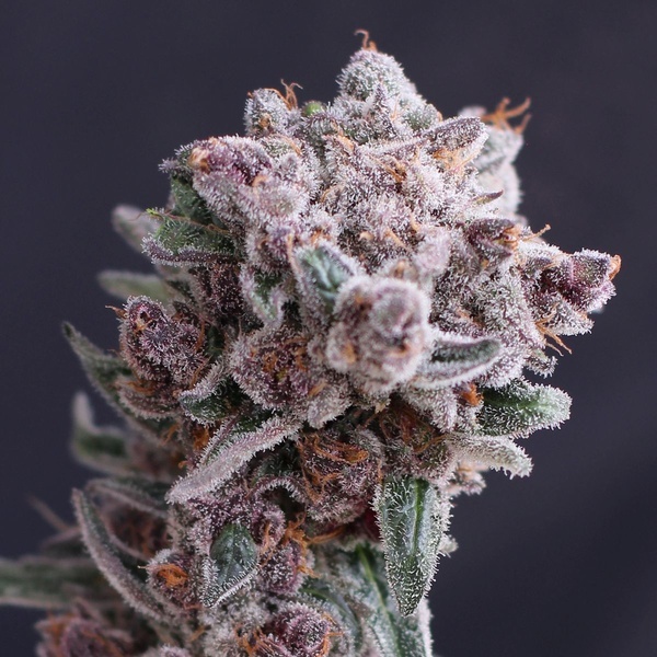 Tangie Smasher Auto (Exotic Seed) feminizovaná