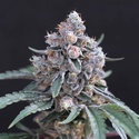 Turbo Junky (Exotic Seed) feminizovaná