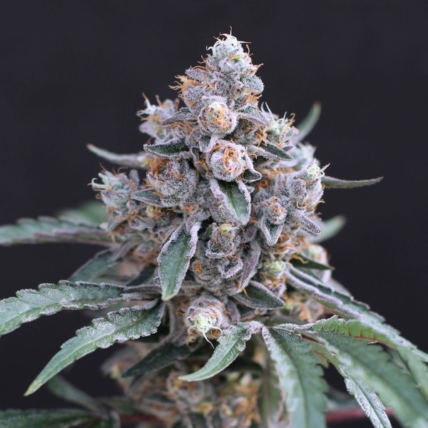 Turbo Junky (Exotic Seed) feminizovaná