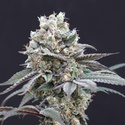 The Clash (Exotic Seed) feminizovaná