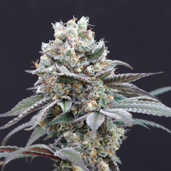 The Clash (Exotic Seed) feminizovaná