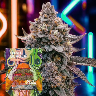 Hash Burger (Zamnesia Seeds) feminizovan&aacute;