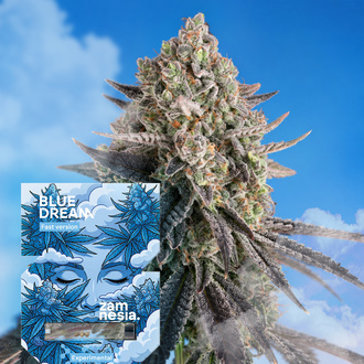 Blue Dream Fast Version (Zamnesia Seeds) feminizovan&aacute;