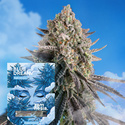 Blue Dream Fast Version (Zamnesia Seeds) feminizovaná