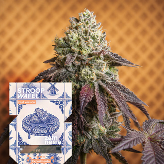 Stroopwafel Fast Version (Zamnesia Seeds) feminizovan&aacute;