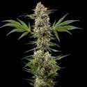 Banana Runtz F1 (Barney's Farm) feminizovaná