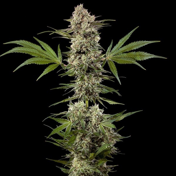 Banana Runtz F1 (Barney's Farm) feminizovaná