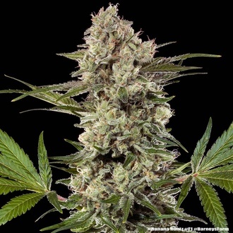 Banana Runtz F1 (Barney's Farm) feminizovaná