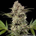 Banana Runtz F1 (Barney's Farm) feminizovaná