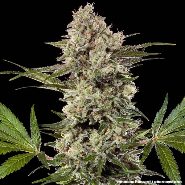 Banana Runtz F1 (Barney's Farm) feminizovaná
