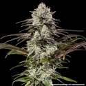 London Pound Cake F1 (Barney's Farm) feminizovaná