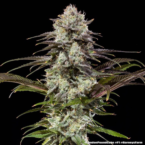 London Pound Cake F1 (Barney's Farm) feminizovaná