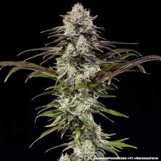 London Pound Cake F1 (Barney's Farm) feminizovaná