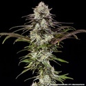 London Pound Cake F1 (Barney's Farm) feminizovaná