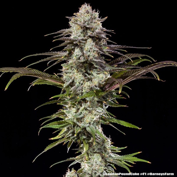 London Pound Cake F1 (Barney's Farm) feminizovaná