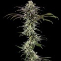RS11 F1 (Barney's Farm) feminizovaná