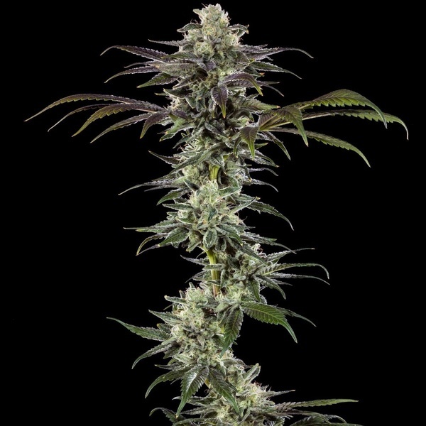 RS11 F1 (Barney's Farm) feminizovaná