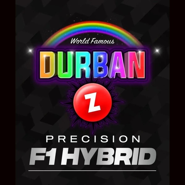 Durban Z F1 (Barney's Farm) feminizovaná