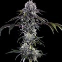 Durban Z F1 (Barney's Farm) feminizovaná