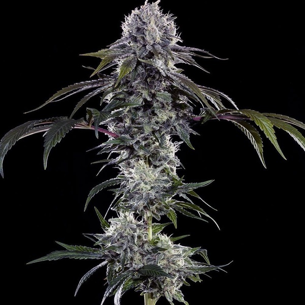 Durban Z F1 (Barney's Farm) feminizovaná
