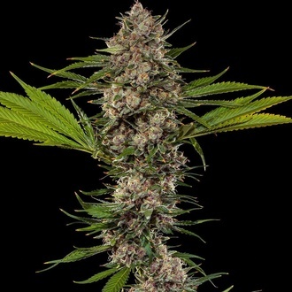 MAC 1 F1 (Barney's Farm) feminizovaná