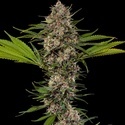 MAC 1 F1 (Barney's Farm) feminizovaná