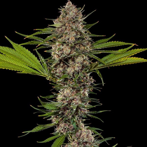 MAC 1 F1 (Barney's Farm) feminizovaná