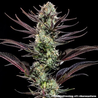 Thin Mint Frosting F1 (Barney's Farm) feminizovaná