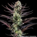 Thin Mint Frosting F1 (Barney's Farm) feminizovaná