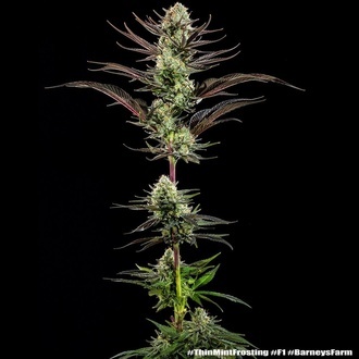 Thin Mint Frosting F1 (Barney's Farm) feminizovaná