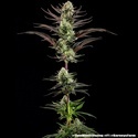 Thin Mint Frosting F1 (Barney's Farm) feminizovaná
