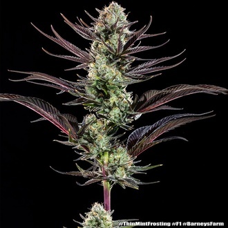 Thin Mint Frosting F1 (Barney's Farm) feminizovaná