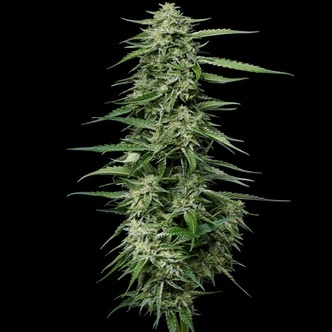 Blueberry Honey (Humboldt Seed Company) feminizovan&aacute;
