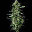 Blueberry Honey (Humboldt Seed Company) feminizovaná